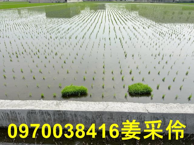 嘉義鹿草農地-9