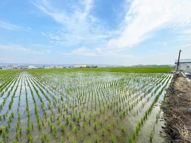 雙面路美田