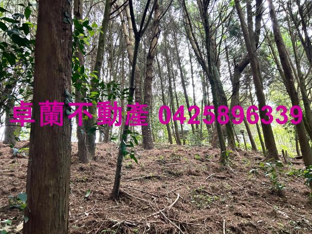 卓蘭林地-6