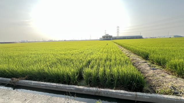 高雄路竹農地-4