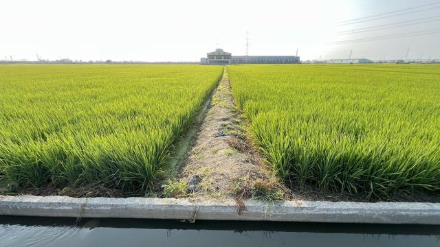 高雄路竹農地-13