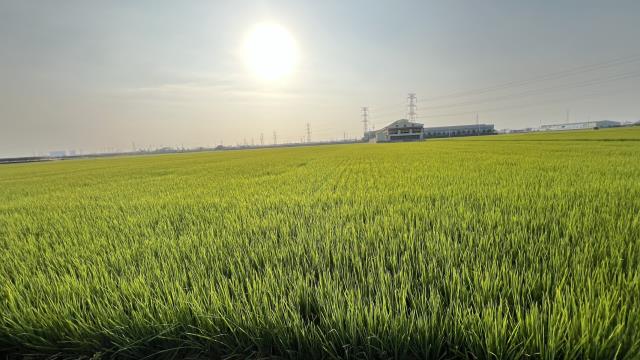 高雄路竹農地-0