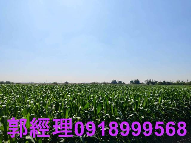 台南鹽水農地-5