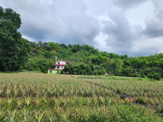 六龜農地-0