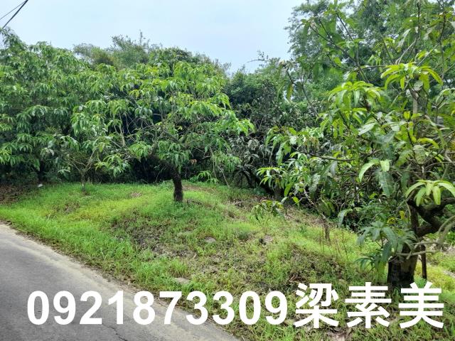 玉井農地-2