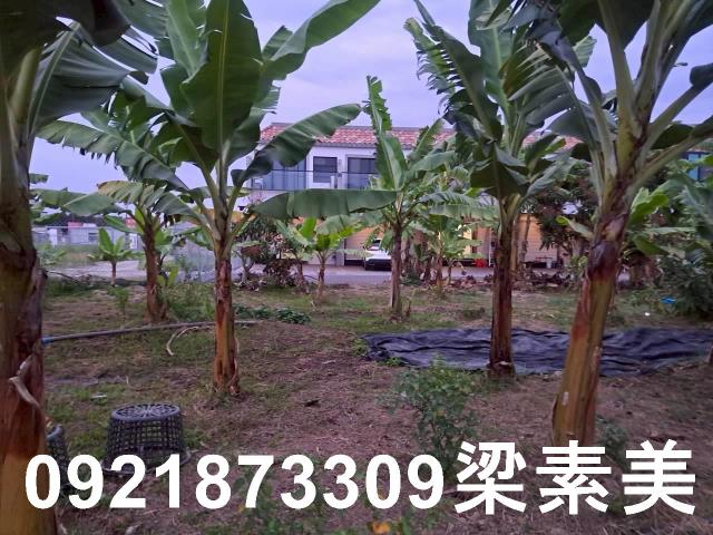 台南農地-9