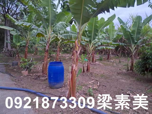台南農地-10
