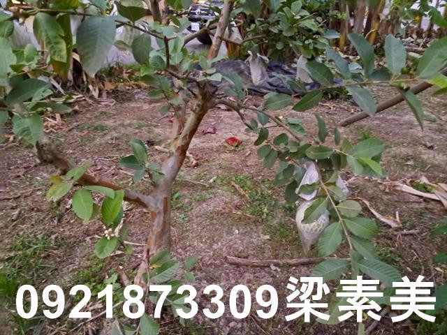 台南農地-5