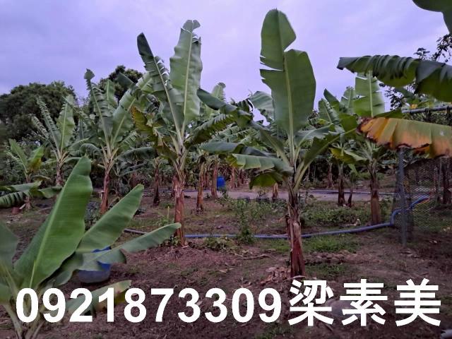 台南農地-6