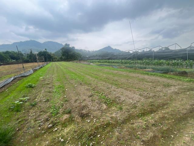 魚池農地-9