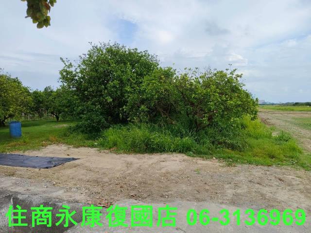 台南佳里農地-10