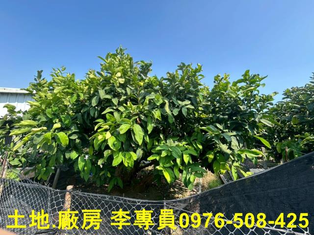 萬丹興化便宜農地有二塊