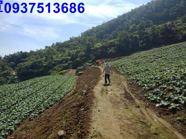 宜蘭南澳山坡地-4