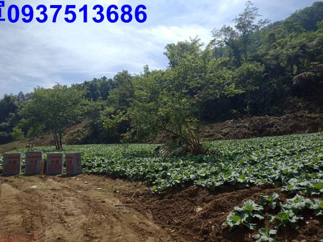 宜蘭南澳山坡地-5