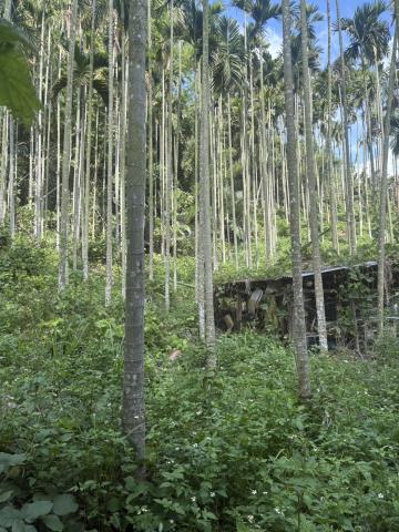 新社山坡地-2