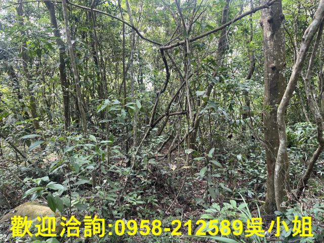 苗栗三義山坡地-0