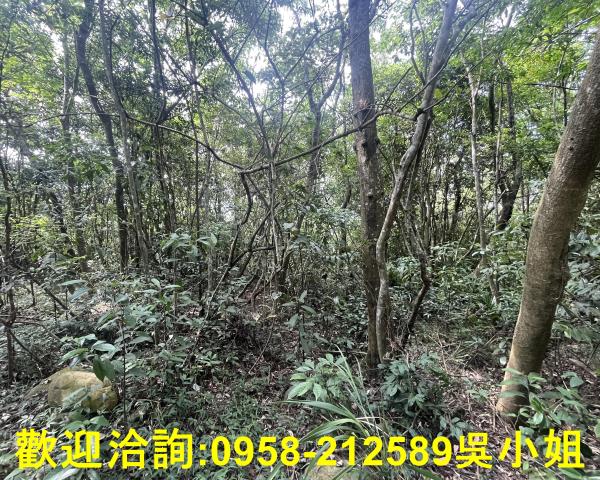 苗栗三義山坡地-5