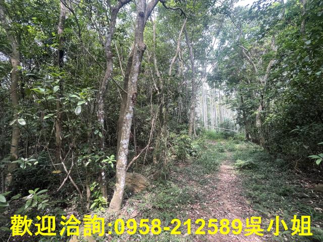 苗栗三義山坡地-7