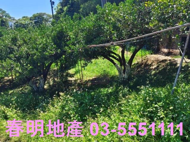 橫山農地-11