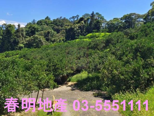 橫山農地-6