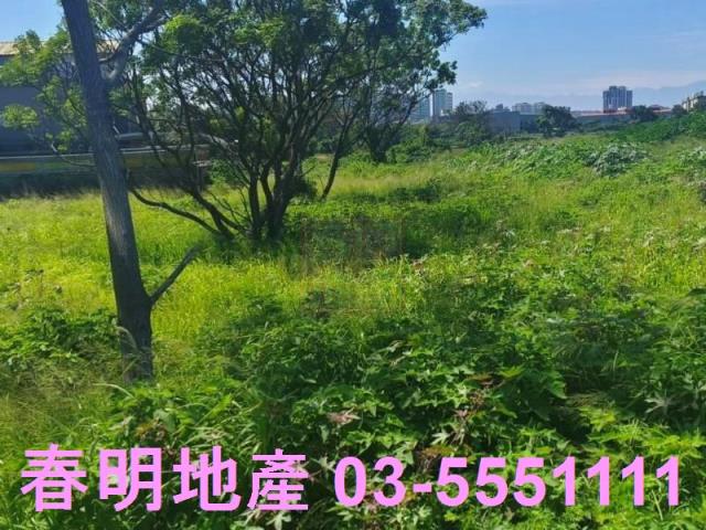新竹新豐農地-1