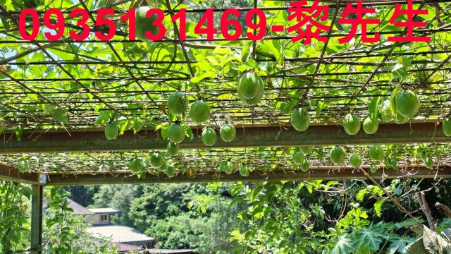 峨眉林地-12