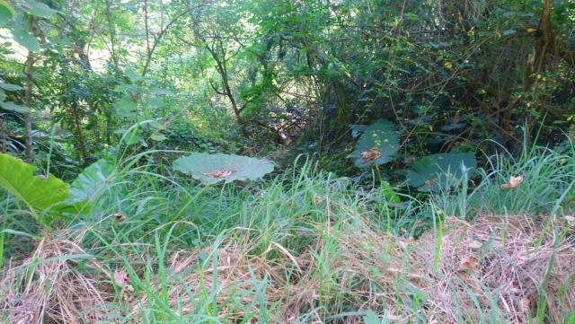 高雄旗山山坡地-3