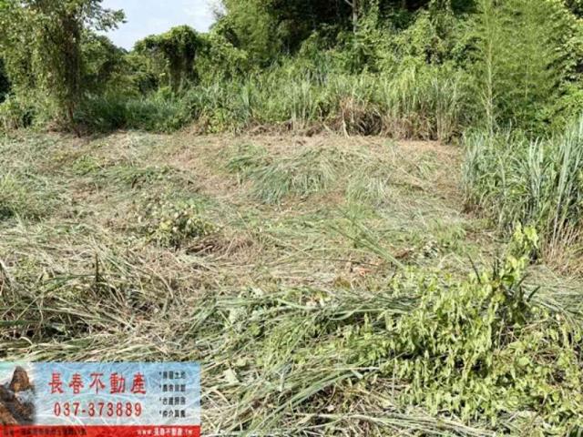食水坑梨園