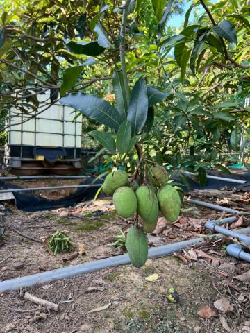 新屋農地-10