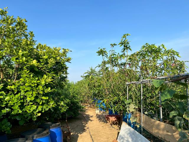 新屋農地-3