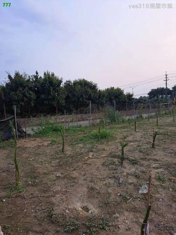 大樹農地-0