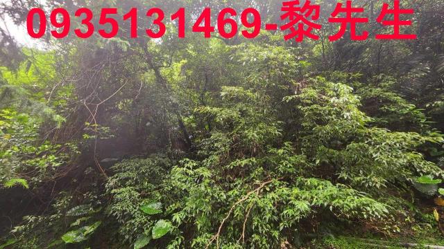 橫山林地-10