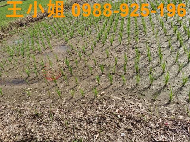 桃園桃園區農地-2