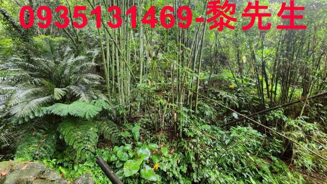 新竹橫山林地-1