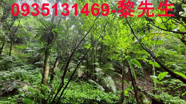 新竹橫山林地-4