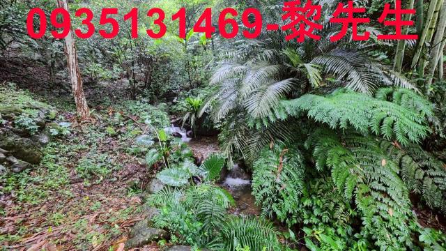 新竹橫山林地-8