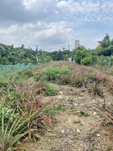南投市農地-2