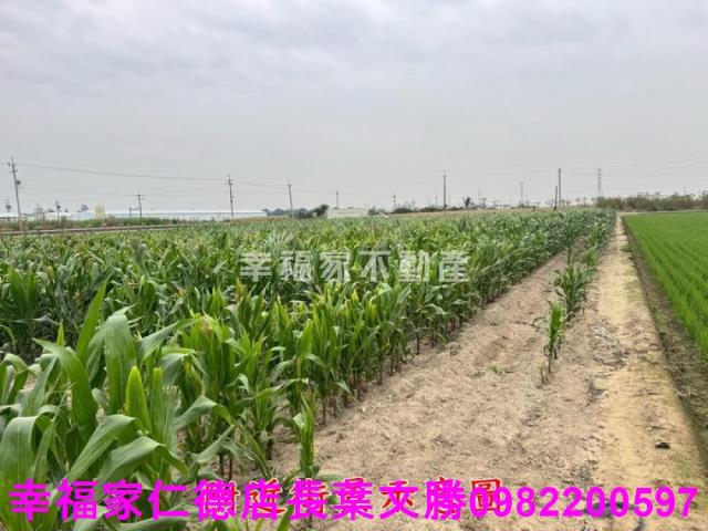 六甲農地-9