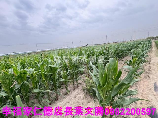 六甲農地-12